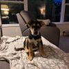 Roscoe photo 4