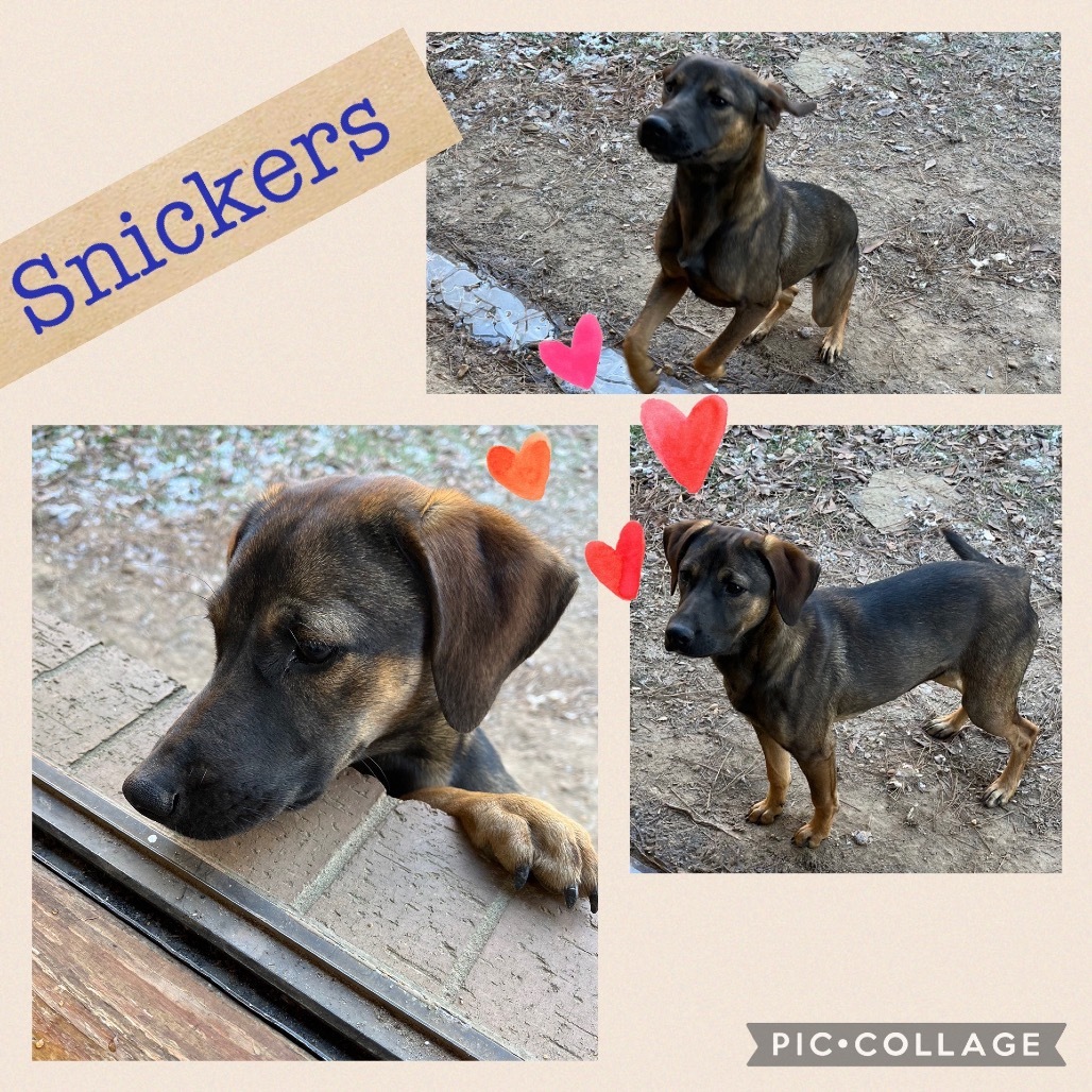 Snickers