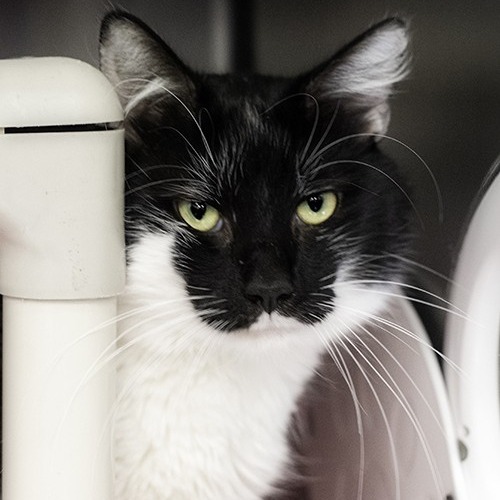 Zorro