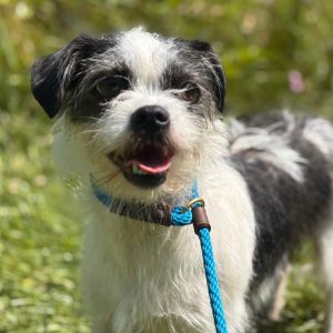 Kiwi, Adult Female Mixed Breed