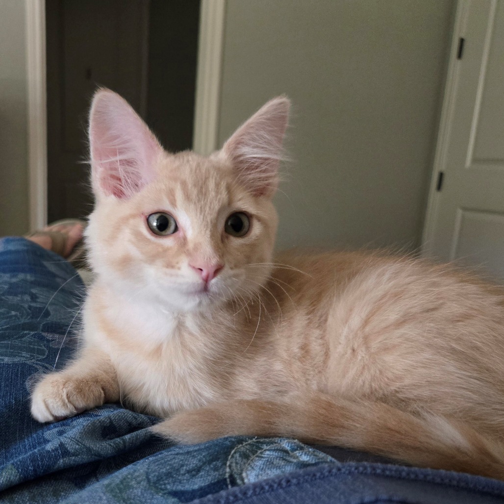 Biscuit 7