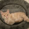 Biscuit 7 photo 2