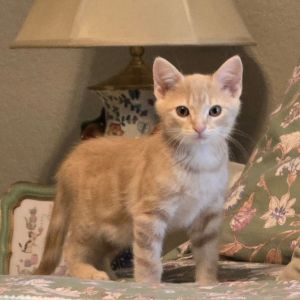 Muffin 3, Baby Male Domestic Short Hair
