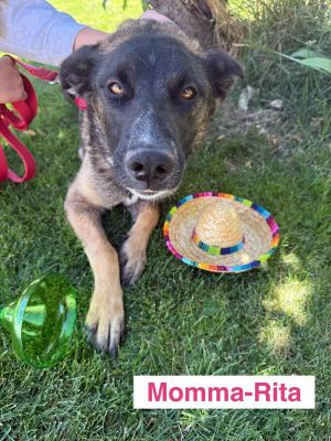 Mama Rita, Adult Female German Shepherd Dog