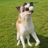 Roscoe photo 2