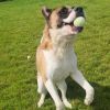 Roscoe photo 3