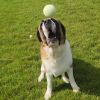 Roscoe photo 4