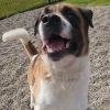 Roscoe photo 5