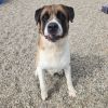 Roscoe photo 6
