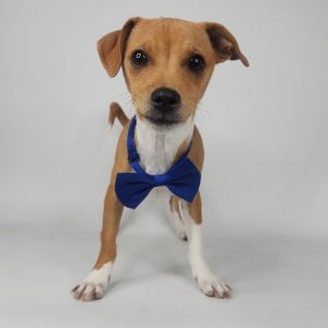 Milonious, Baby Male Chihuahua