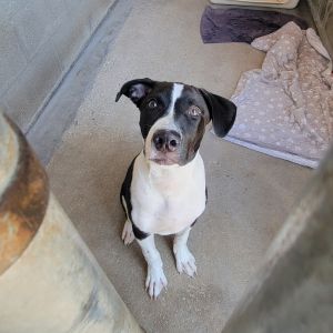 Colt, Baby Male Mixed Breed