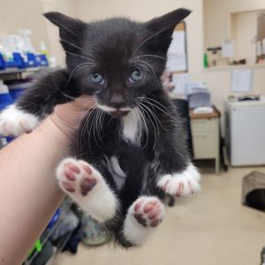 SCFL-Stray-64304_2_3, Baby Male Domestic Short Hair