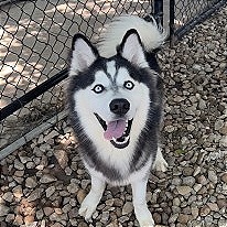 Caruso, Adult Male Husky