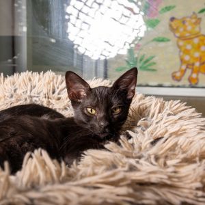 Nix, Baby Male Domestic Short Hair