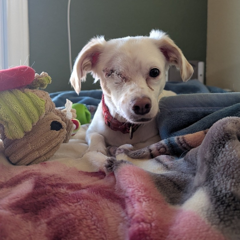 Maui OS NV, an adoptable Papillon, Poodle in Las Vegas, NV, 89145 | Photo Image 1
