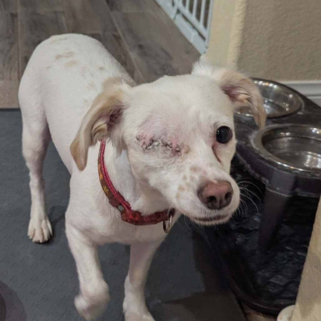 Maui OS NV, an adoptable Papillon, Poodle in Las Vegas, NV, 89145 | Photo Image 2