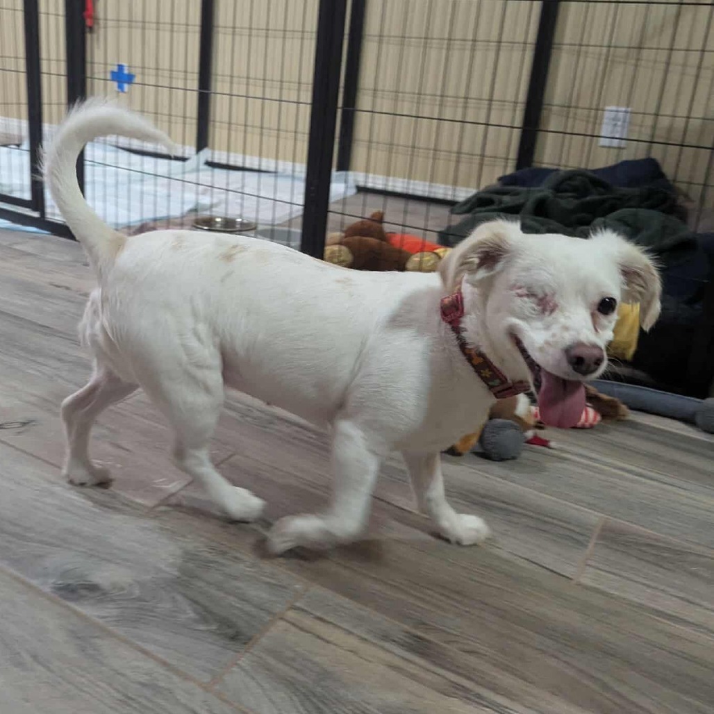 Maui OS NV, an adoptable Papillon, Poodle in Las Vegas, NV, 89145 | Photo Image 3