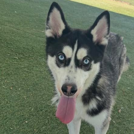 Bandit