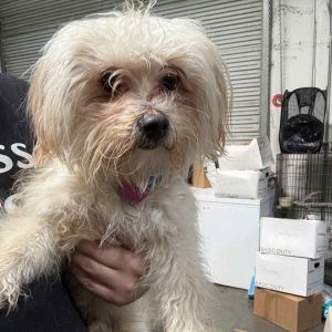 Dipak - Claremont Location, Adult Male Maltese