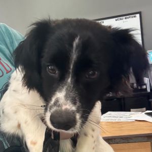 Kenji C000-375 - Claremont Location, Young Male Spaniel