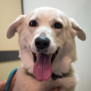 Arrow (C000-683)-Chino Hills Location, Adult Male German Shepherd Dog