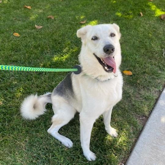 Arrow (C000-683)-Chino Hills Location