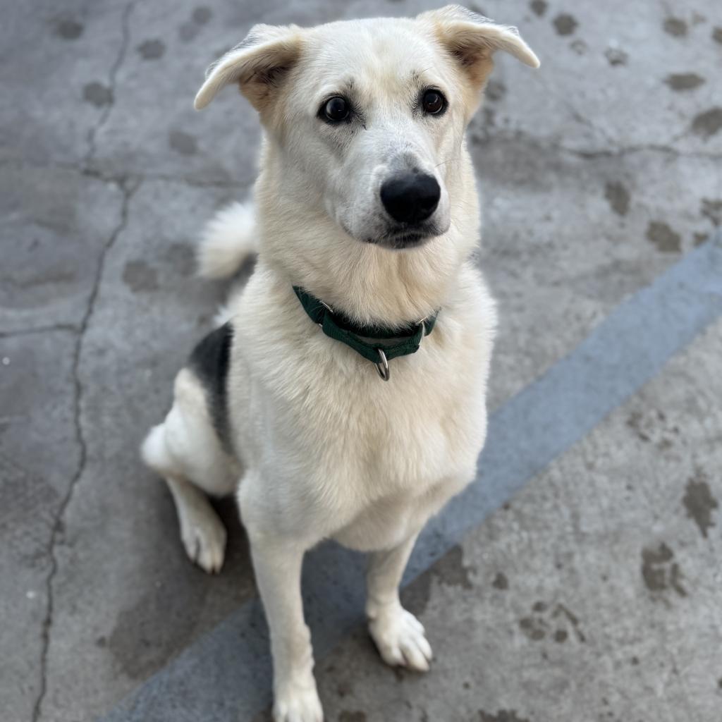 Arrow (C000-683)-Chino Hills Location