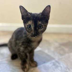 Mazapan, Baby Female Domestic Short Hair