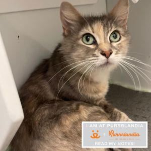 Vaquita, Adult Female Domestic Short Hair