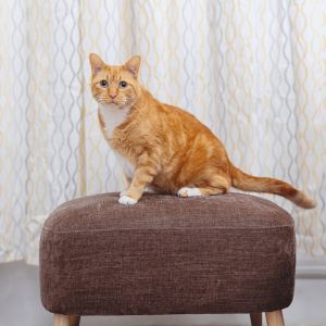 This gentle soul is looking for a quiet loving home where he can feel safe and secure Dreamsicle i