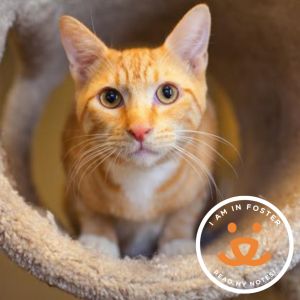 This gentle soul is looking for a quiet loving home where he can feel safe and 