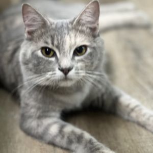 Lana, Young Female Domestic Short Hair