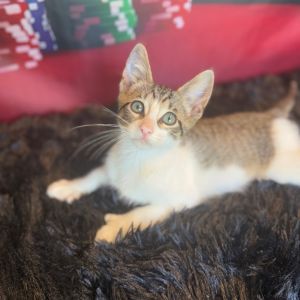Jackpot, Baby Male Domestic Short Hair