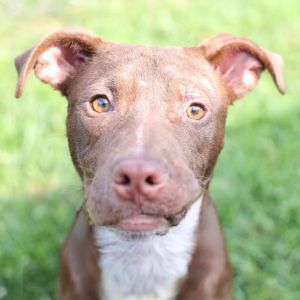 LUCY, Young Female Labrador Retriever