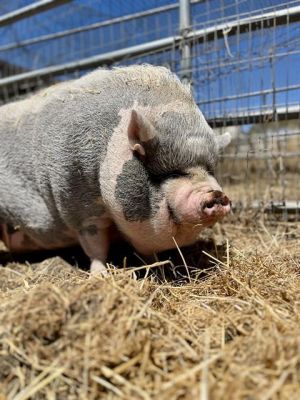 LUAU, Adult Female Pig