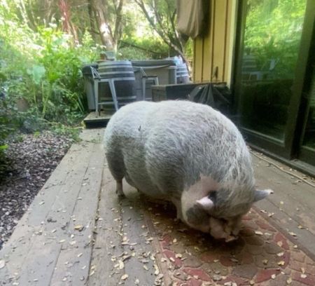 LUAU, Adult Female Pig