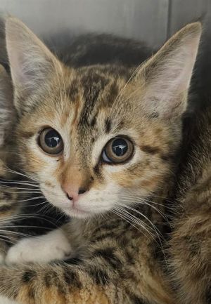 PICKLE*, Baby Female Domestic Short Hair