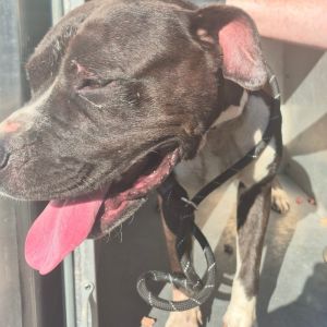 07/04/2025-Stray- WatsonDrive, Baby Female Pit Bull Terrier