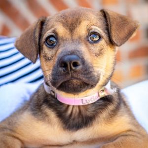 Lucia, Baby Female Black Mouth Cur