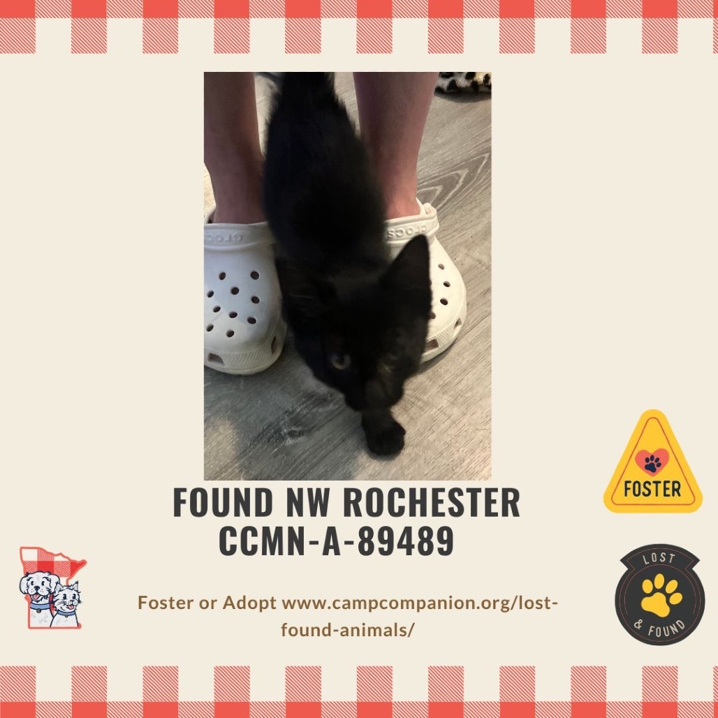 FOUND Black kitten
