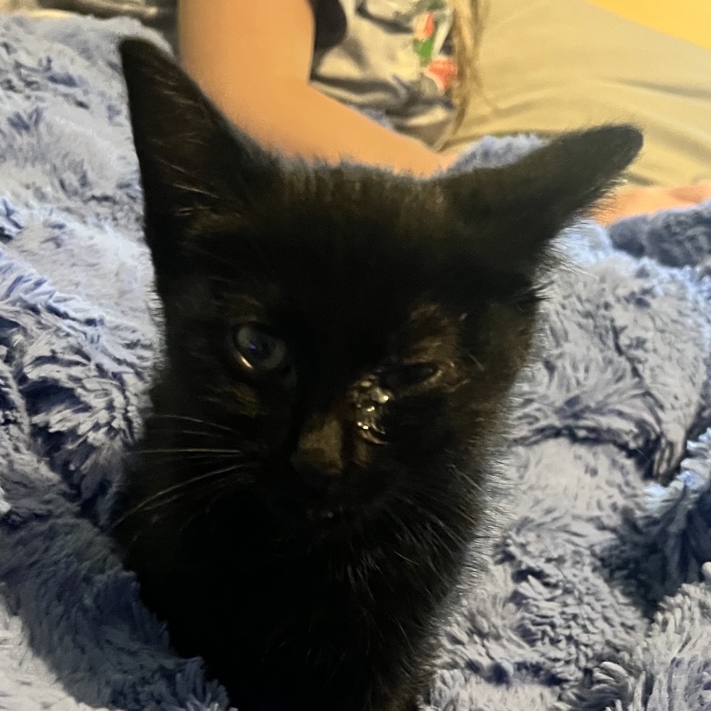 FOUND Black kitten