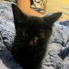 FOUND Black kitten photo 2