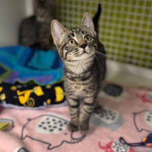 Holstyn, Baby Female Domestic Short Hair