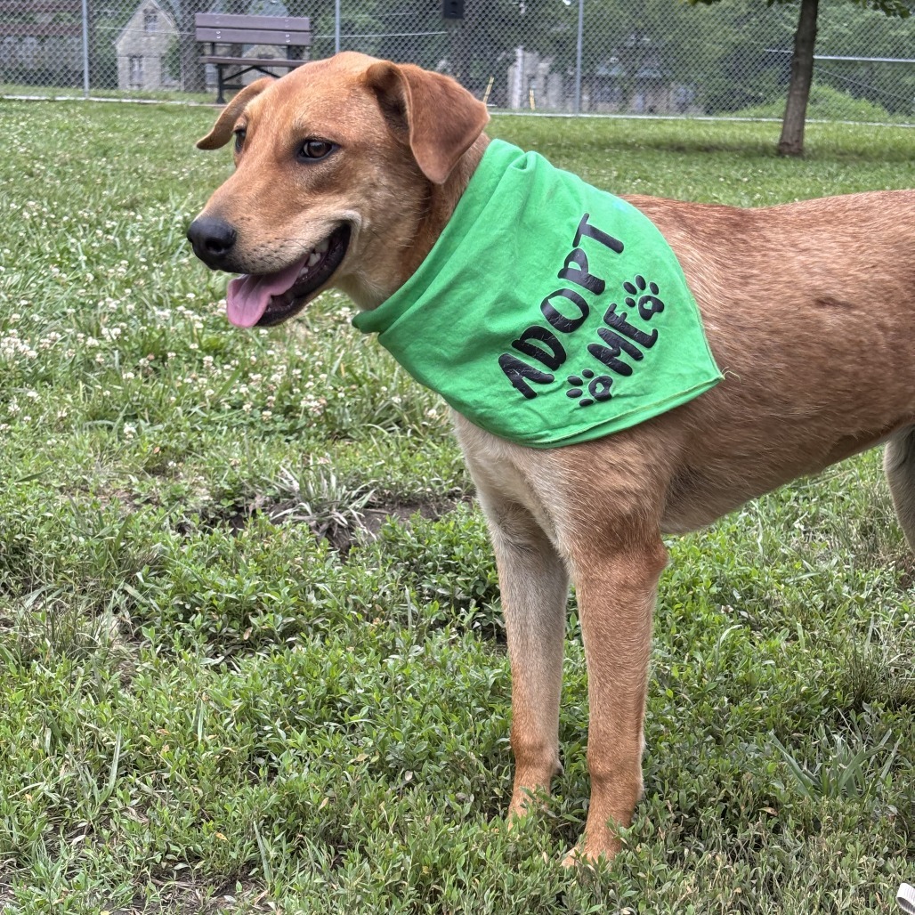Gracie