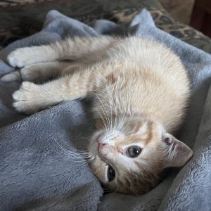 Hadley, Baby Female American Shorthair