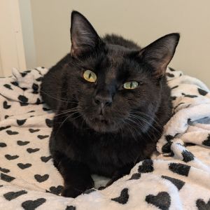 Antonio, Adult Male Domestic Short Hair