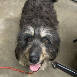 Blanche, Adult Female Bearded Collie