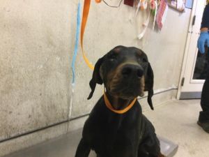 ATHENA, Adult Female Doberman Pinscher