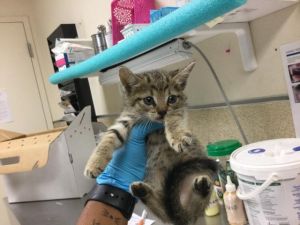 CHARLIE, Baby Female Domestic Short Hair