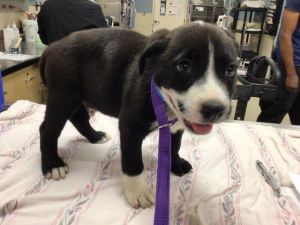BROCK, Baby Male German Shepherd Dog